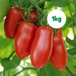 Verduras