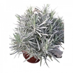 Hierbas Aromáticas