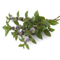 Hierbas Aromáticas